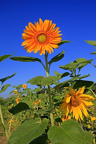 Sunflowers (Helianthus annuus), Germany, Europe