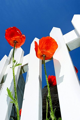 Poppies (Papaver rhoeas) on a white picket fence in front of a blue sky, Sonderho, Fano island, Denmark, Scandinavia, Europe