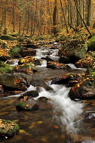 Stream in the Ilsetal valley in autumn, Saxony-Anhalt, Germany, Europe