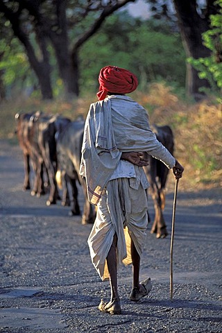 Cattle herdsman wearing a red turban, near Udaipur, Rajasthan, North India, India, Asia