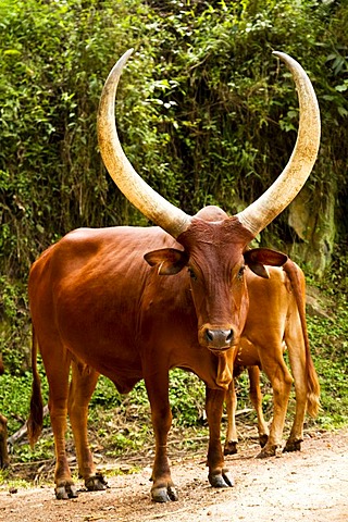 Ankole Bull (Bos taurus), near Bwindi Impenetrable National Park, West Uganda, Africa