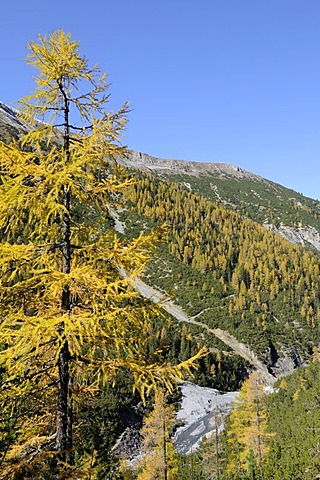 Autumnal larch forest, Val Cluozza, Swiss National Park, Engadin, canton of Grisons, Switzerland, Europe