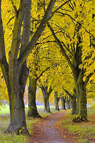 Poplar avenue with path in autumn, Black poplar (Populus nigra), Lower Franconia, Franconia, Bavaria, Germany, Europe