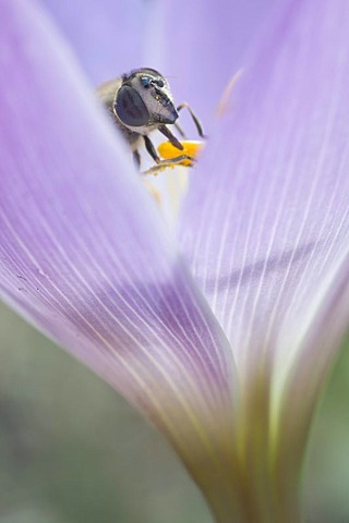 Autumn crocus, Meadow saffron, Naked lady (Colchicum speciosum) with hoverfly, Haren, Emsland region, Lower Saxony, Germany, Europe