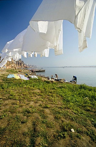 Laundry washed by Dhobi wallahs or laundry men at the banks of river Ganges, Varanasi, Uttar Pradesh, India, Asia