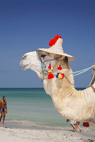 Dromedary (Camelus dromedarius) wearing a hat, on Sidi Mahres beach on the island of Djerba, Tunisia, Maghreb, North Africa, Africa