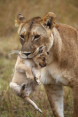 Lioness (Panthera leo) carrying a cub