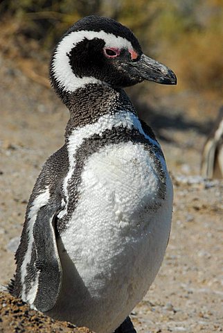 Penguin colony near Caleta Valdés (Magellan penguins), Península Valdés, Chubut province, Patagonia, Argentina