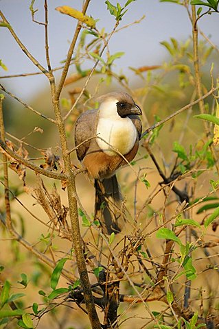 Bare-faced Go-away-bird (Corythaixoides personatus), Tarangire-National Park, Tanzania, Africa