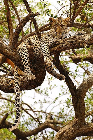 Leopard (Panthera pardus) in a tree, near Seronera, Serengeti National Park, Tanzania, Africa