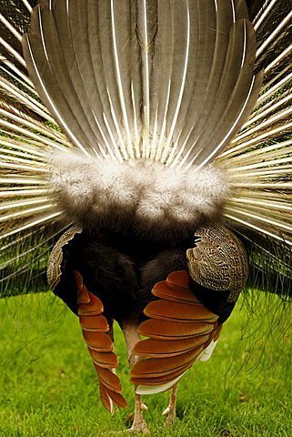 Blue Peafowl (Pavo cristatus), rear