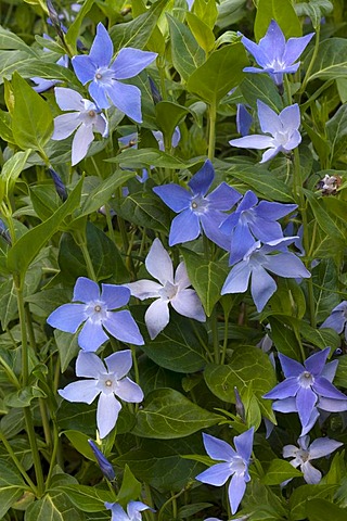 Bigleaf Periwinkle, Large Periwinkle, Greater Periwinkle, or Blue Periwinkle (Vinca major), Sardinia, Italy, Europe