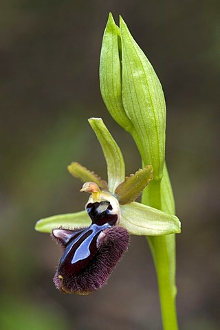 Black Ophrys Orchid (Ophrys incubacea), Sardinia, Italy, Europe