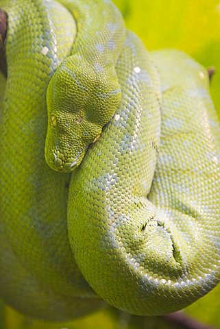 Python, Morelia viridis