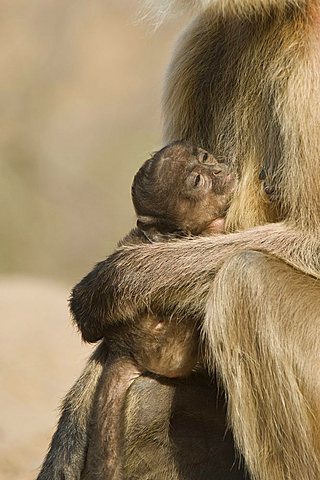 Hanuman Langur or common Langur (Semnopithecus entellus) with baby, Ranthambore National Park, Rajasthan, India, South Asia