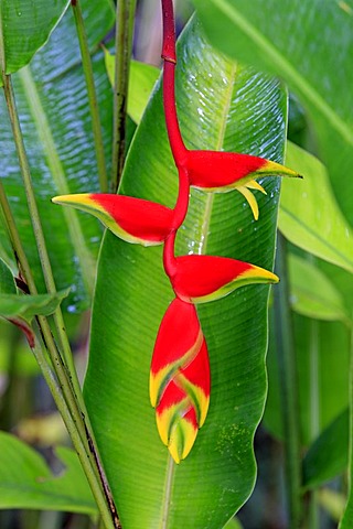 Heliconia (Heliconia psittacorum), flower, Kota Kinabalu, Sabah, Malaysia, Borneo, Southeast Asia