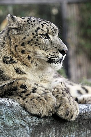 Snow Leopard (Uncia uncia), zoo, Buenos Aires, Argentina, South America