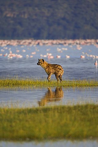 Spotted or laughing Hyena (Crocuta crocuta) chasing flamingos in the water, Nakuru National Park, Kenya, East Africa