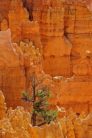 Rock formations and hoodoos, Douglas Fir (Pseudotsuga), Sunrise Point, Bryce Canyon National Park, Utah, United States of America, USA