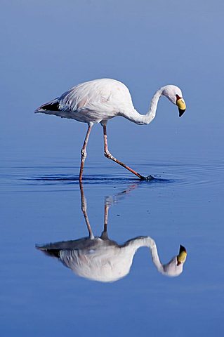 Puna or James’s Flamingo (Phoenicoparrus jamesi), Laguna de Chaxa, Atacama desert, Chile, South America