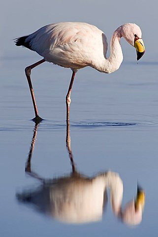 Puna or James’s Flamingo (Phoenicoparrus jamesi), Laguna de Chaxa, Atacama desert, Chile, South America