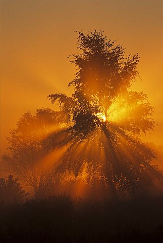 Foggy atmosphere on a late summer morning