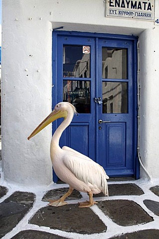 White Pelican (Pelecanus onocrotalus), old town of Mykonos Town, Mykonos, Greece, Europe