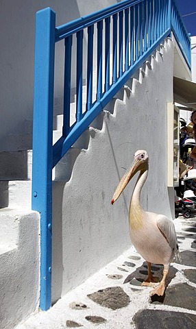 White Pelican (Pelecanus onocrotalus), old town of Mykonos Town, Mykonos, Greece, Europe