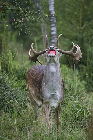 fallow deer (Dama dama)