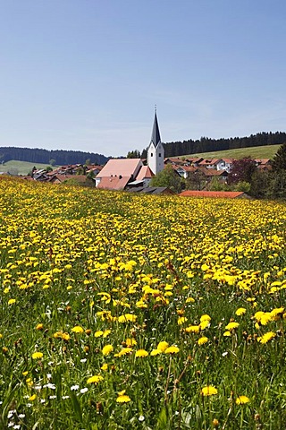 Dandelion meadow, Stiefenhofen, Upper Allgaeu, Allgaeu, Swabia, Bavaria, Germany, Europe