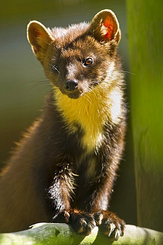 Pine marten (Martes martes), Wildpark Knuell game park, North Hesse, Hesse, Germany, Europe