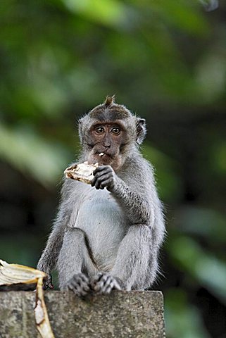 Crab-eating Macaque (Macaca fascicularis) in Monkeyforest, Ubud, Bali, Indonesia