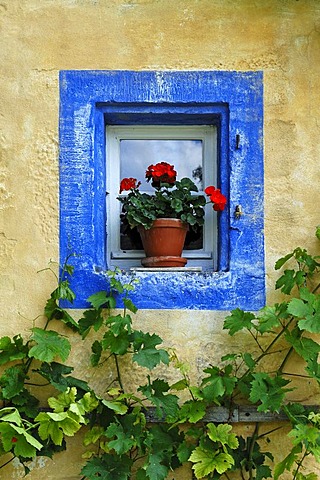 Small window with geraniums and blue border on the Haeckergut farm from the Steigerwaldrand, built in 1717, from Ergersheim, Franconian open-air museum, Eisweiherweg 1, Bad Windsheim, Middle Franconia, Bavaria, Germany, Europe