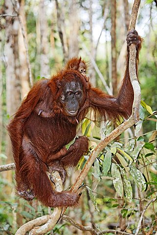 Orang-Utan (Pongo pygmaeus) in Tanjung Putting national park, Central-Kalimantan, Borneo, Indonesia