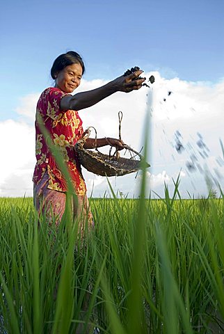 Farmers woman putting natural fertilizer on a rice field, Takeo Province, Cambodia