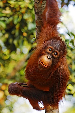 Orang-Utan (Pongo pygmaeus) in Tanjung Putting national park, Central-Kalimantan, Borneo, Indonesia