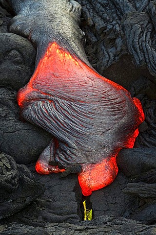 Viscous P&hoehoe lava flowing from rifts in the East Rift Zone towards the sea, lava field at the Kilauea shield volcano, Volcanoes National Park, Kalapana, Hawaii, USA