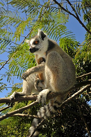 Ring-tailed lemur (Lemur catta) in the dry forests in the south of Madagascar, Africa, Indian Ocean