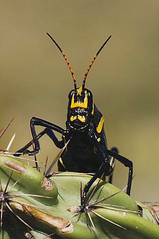 Horse Lubber Grasshopper (Taeniopoda eques), adult on cactus, Chisos Mountains, Big Bend National Park, Chihuahuan Desert, West Texas, USA