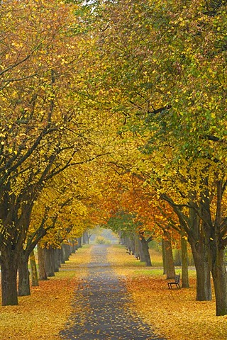 Large-leaved Linden (Tilia platyphyllos), tree-lined avenue in autumn