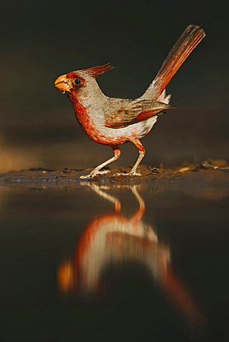 Pyrrhuloxia (Cardinalis sinuatus), male drinking, Rio Grande Valley, Texas, USA