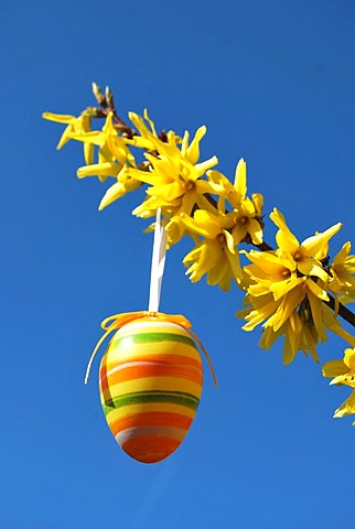 Easter egg hanging from a forsythia (Forsythia)