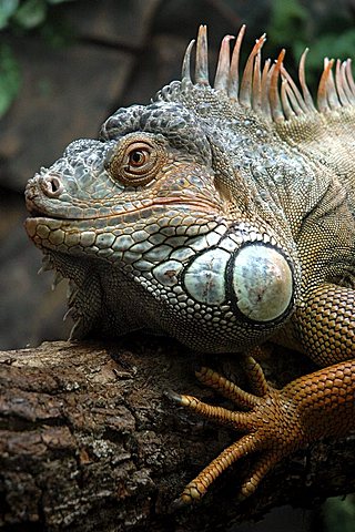 Iguana (Iguana iguana) in the Birds Park of Foz do Iguazu, Paraná, Brazil