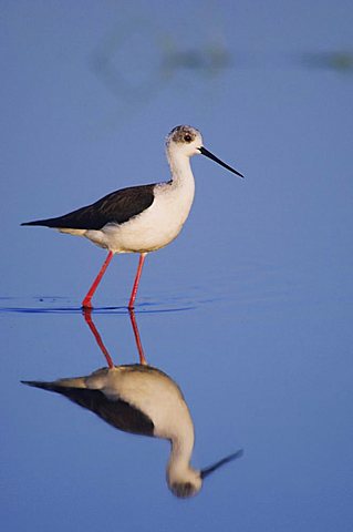 Black-winged Stilt (Himantopus himantopus), adult walking in water with reflection, National Park Lake Neusiedl, Burgenland, Austria, Europe