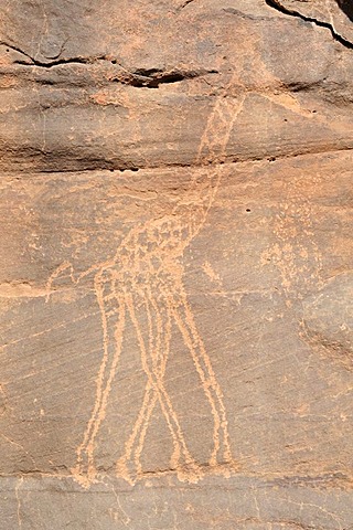 Giraffe engraving, neolithic rockart of the Acacus Mountains or Tadrart Acacus range, Tassili n'Ajjer National Park, Unesco World Heritage Site, Algeria, Sahara, North Africa