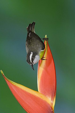 Bananaquit (Coereba flaveola), adult upside down on Heliconia flower, Central Valley, Costa Rica, Central America