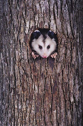 Virginia Opossum (Didelphis virginiana), adult at night looking out of tree cavity, Raleigh, Wake County, North Carolina, USA