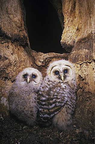 Barred Owl (Strix varia), young in nesting cavity, Raleigh, Wake County, North Carolina, USA