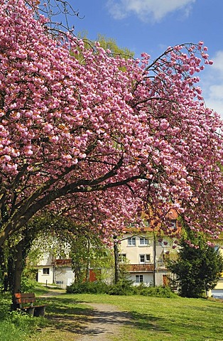 Japanese Cherry, Hill Cherry, Oriental Cherry or East Asian Cherry (Prunus serrulata), blossoming trees, Meersburg on Lake Constance, Baden-Wuerttemberg, Germany, Europe