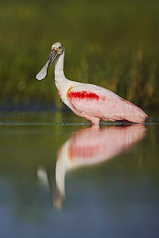 Roseate Spoonbill (Ajaia ajaja), adult male in wetland with reflection, Sinton, Corpus Christi, Texas Coast, USA